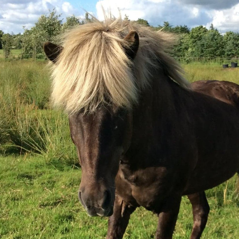 Hest, link til billeder af vores heste